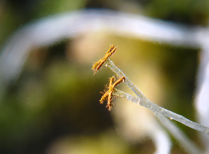 Lophocolea sp.